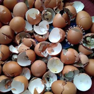 Egg Shell Powder-ডিমের খোসার গুড়া ১০০ গ্রাম